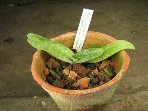 Paphiopedilum Sunshine Glory x godefroyae f. leucochilum