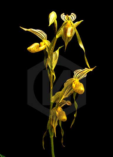 Paphiopedilum kolopakingii var. topperi