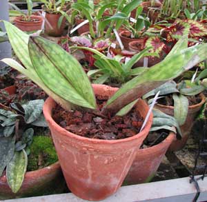 Paphiopedilum Hung Sheng Pulsar