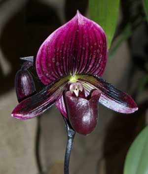 Paphiopedilum Hung Sheng Red Apple