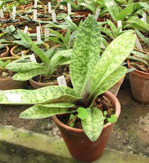 Paphiopedilum Hung Sheng Red Apple