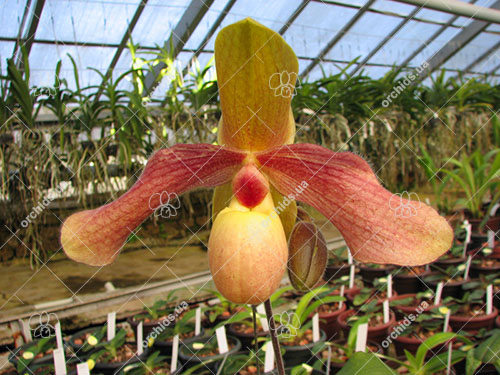 Paphiopedilum Hung Sheng Knight (moquetteanum x hangianum)