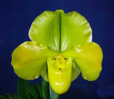 Paphiopedilum Hung Sheng Green (Vintage Harvest x Lambert Day)