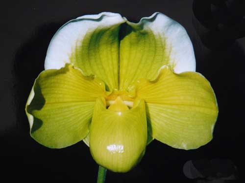 Paphiopedilum Enzan Blamley (Mikasa Branch x Olympian Paradise)