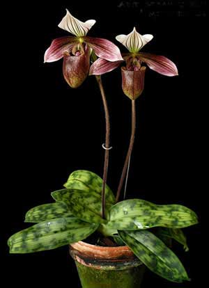Paphiopedilum purpuratum