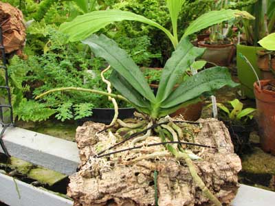 Aerangis mystacidii x decaryana