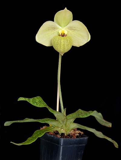 Paphiopedilum Memoria Larry Heuer (malipoense x emersonii)