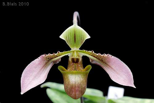 Paphiopedilum robinsonii