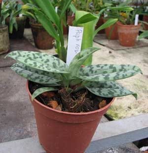 Paphiopedilum robinsonii