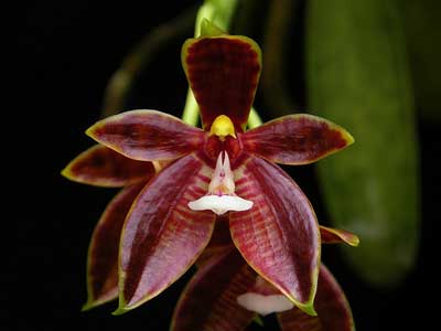Phalaenopsis cornu cervi var. thalebanii