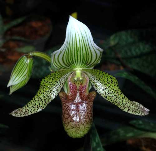 Paphiopedilum parnatanum