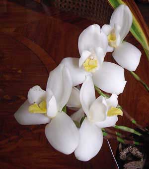 Lycaste Auburn x Highland Peak