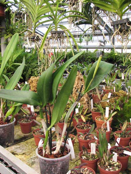 Brassocattleya Tokyo (Rhyncholaelia digbyana x Cattleya Dupreana)