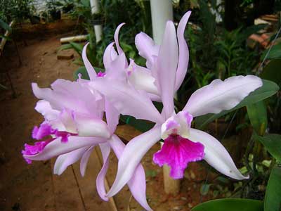 Laeliocattleya Elegans