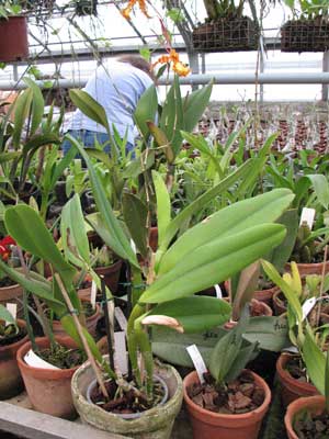 Laeliocattleya White Spark 'Fire Cat'