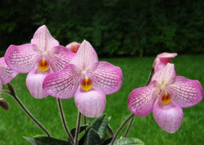 Paphiopedilum Magic Lantern (micranthum x delenatii)