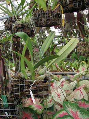 Bulbophyllum lewisense