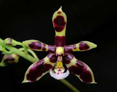 Phalaenopsis manii 'Black' x self