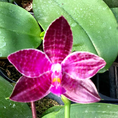 Phalaenopsis lueddemanniana 'Dark Red'