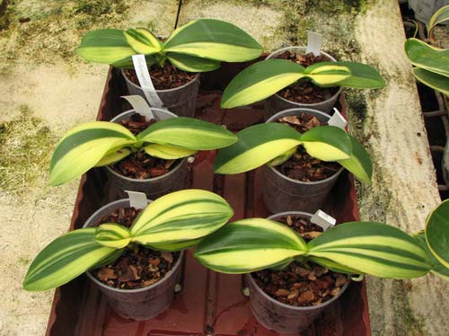 Phalaenopsis Matou Freed