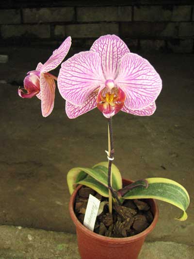 Phalaenopsis Matou Stripe 'M'