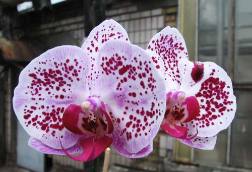 Doritaenopsis Ever Spring Pioneer 'ORCHIS'