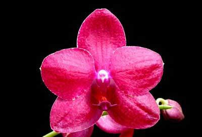 Phalaenopsis Chingruey\'s Precious Blood \'Red Diamond\'