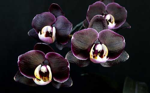 Doritaenopsis Ever Spring Prince 'Black Ruby'