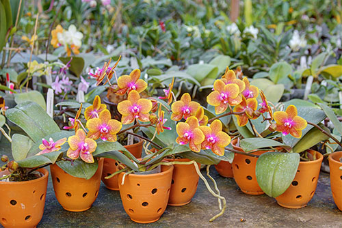 Phalaenopsis Sogo Lawrence