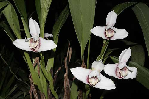 Maxillaria Macas (sanderiana x fletcheriana)