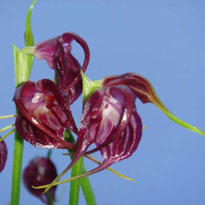 Masdevallia empusa