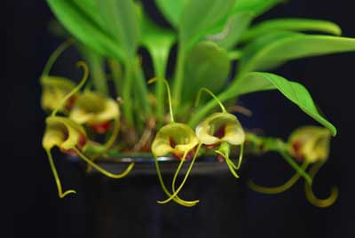 Masdevallia eurynogaster