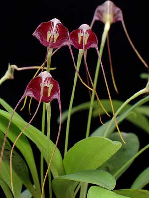 Masdevallia hieroglyphica