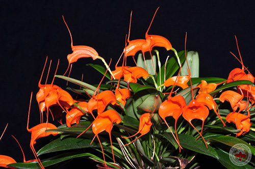 Masdevallia hirtzii