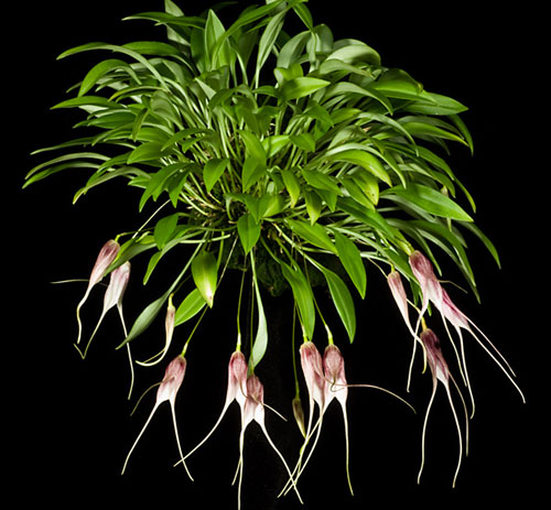 Masdevallia carmenensis