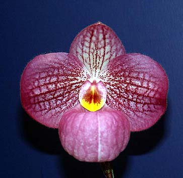 Paphiopedilum Magic Lantern (Paph. micranthum x Paph. delenatii)