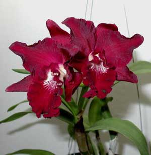 Sophrocattleya Ann Komine 'Breathless'