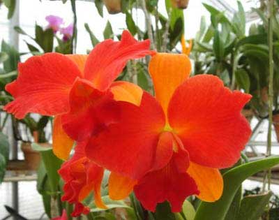 Sophrolaeliocattleya Sunrise Doll 'Venus'