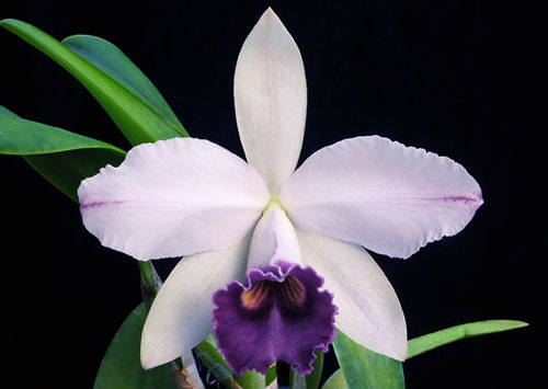 Laeliocattleya Gaskell - Pumila 'Azure Star'