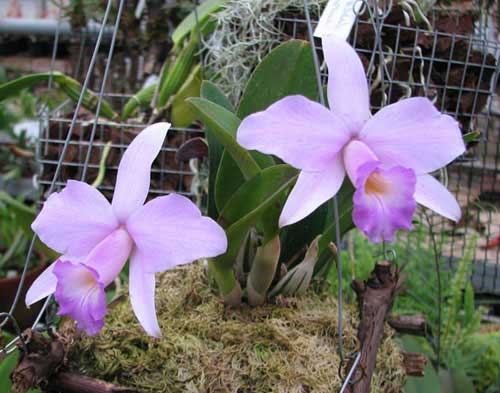 Laelia alaori x praestans