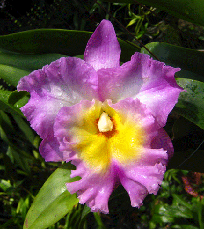 Brassolaeliocattleya Nakornchaisri Pink