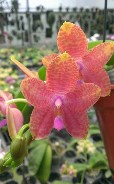 Phalaenopsis Ld's Bear Queen x gigantea