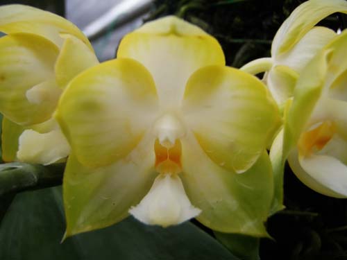 Phalaenopsis Ld's Bear Queen x (Dtps. Ho's Leamon Squash x Sogo Nihou)