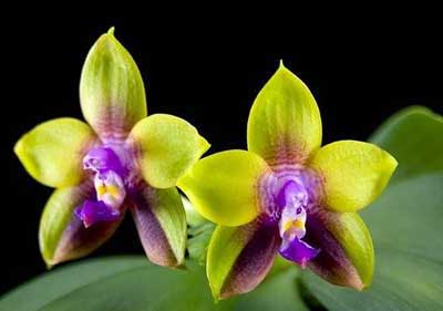 Phalaenopsis Nobby's Green Eagle x Dragon Tree Eagle
