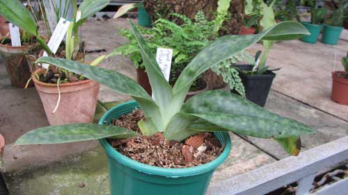 Paphiopedilum Keylime 'Mei Chen' x Paphiopedilum (Dragon Mint x Silver Fleuret) 'First'