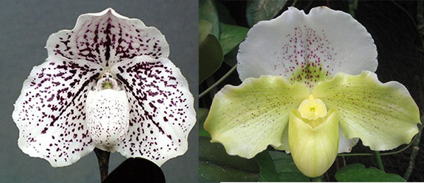 Paphiopedilum Virgo 'Toby' x Satin Veil 'In-Charm'