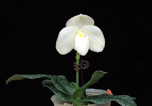 Paphiopedilum ang-thong 'Sogo' x Paphiopedilum concolor alba 'Golden Emperor'
