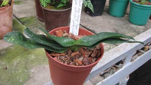 Paphiopedilum ang-thong 'Sogo' x Paphiopedilum concolor alba 'Golden Emperor'