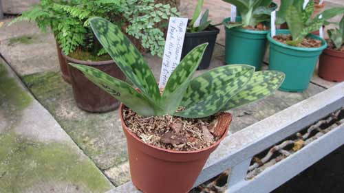 Paphiopedilum In-Charm Silver Bell '#9' x Paphiopedilum Hsinying Citron 'Tzeng'