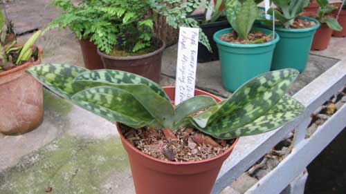 Paphiopedilum Somer Isles 'In-Charm' x Paphiopedilum Hsinying Citron 'Show Shan'